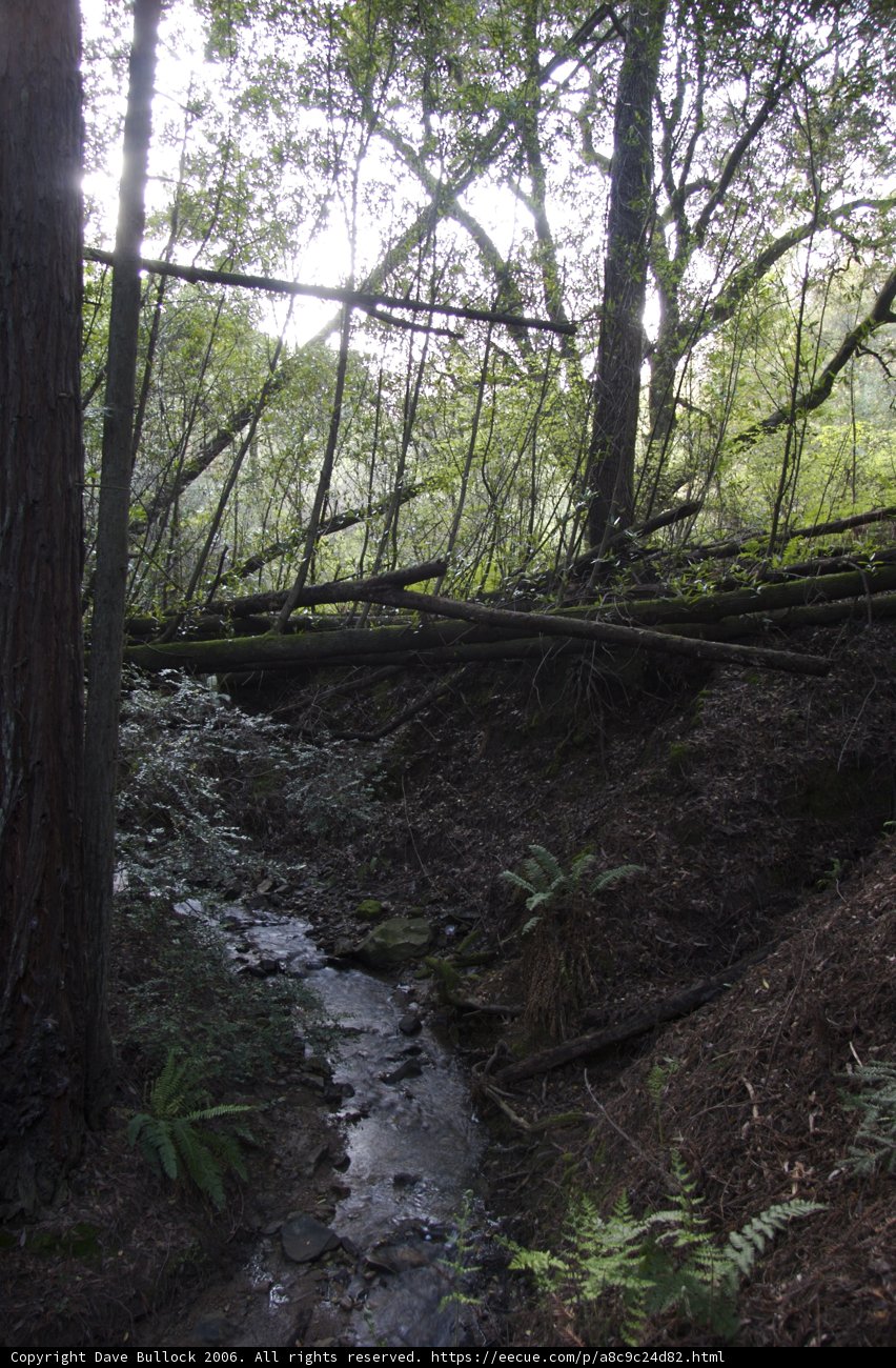 A Serene Stream in the Heart of the Forest