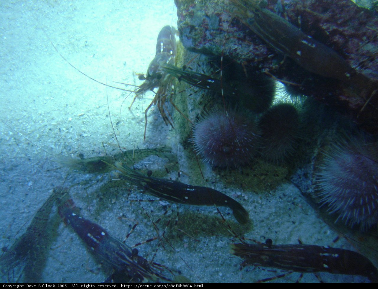 A Gathering of Sea Life on the Sandy Reef