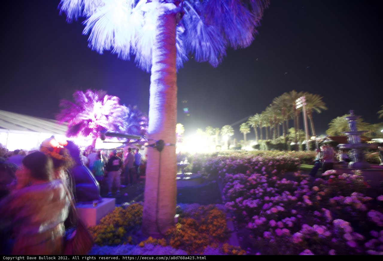 Palm Tree Party