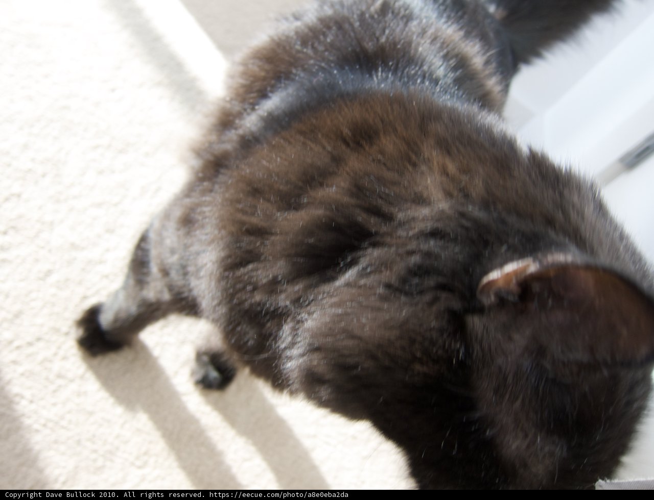 Curious Black Cat