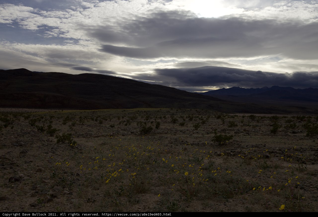 Beauty in the Desert