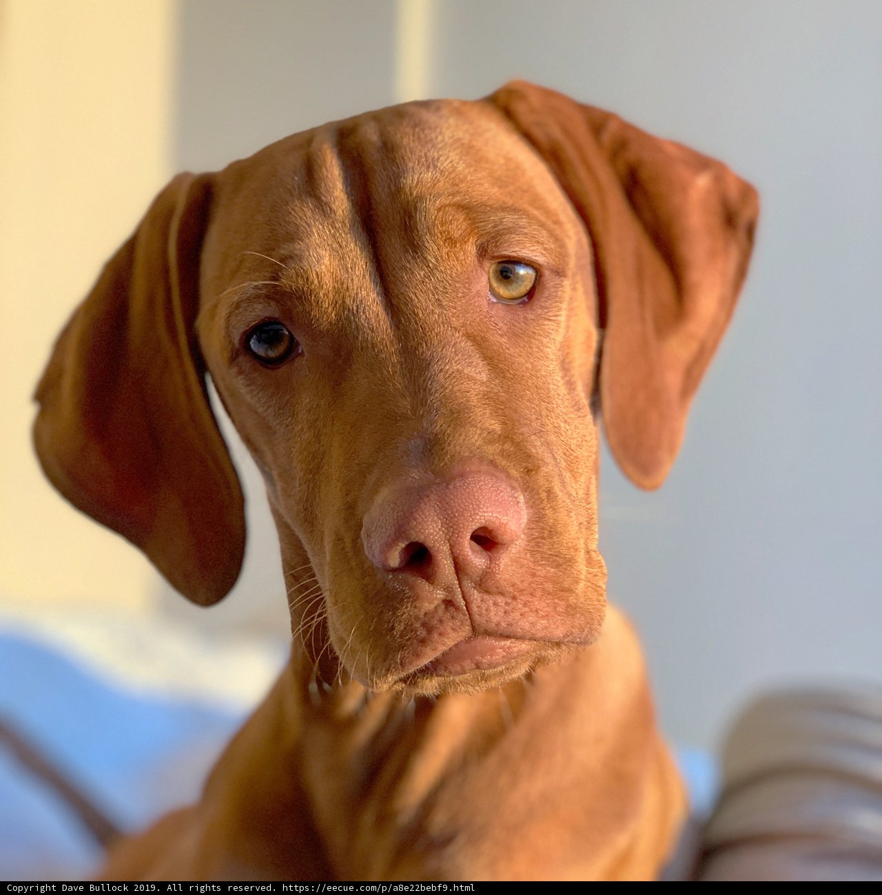 Brown Vizsla with a Big Nose
