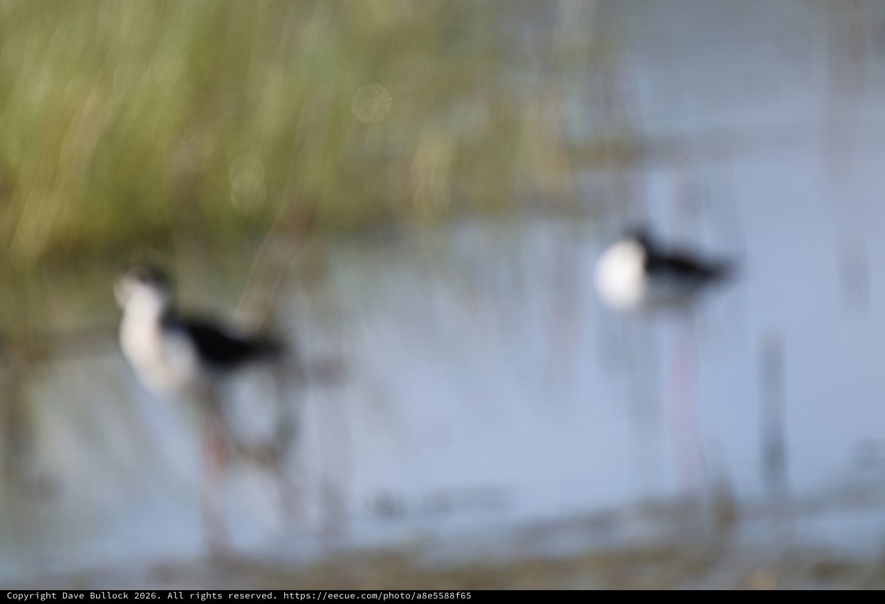 Avocets Foraging in Motion at Wetland Preserve