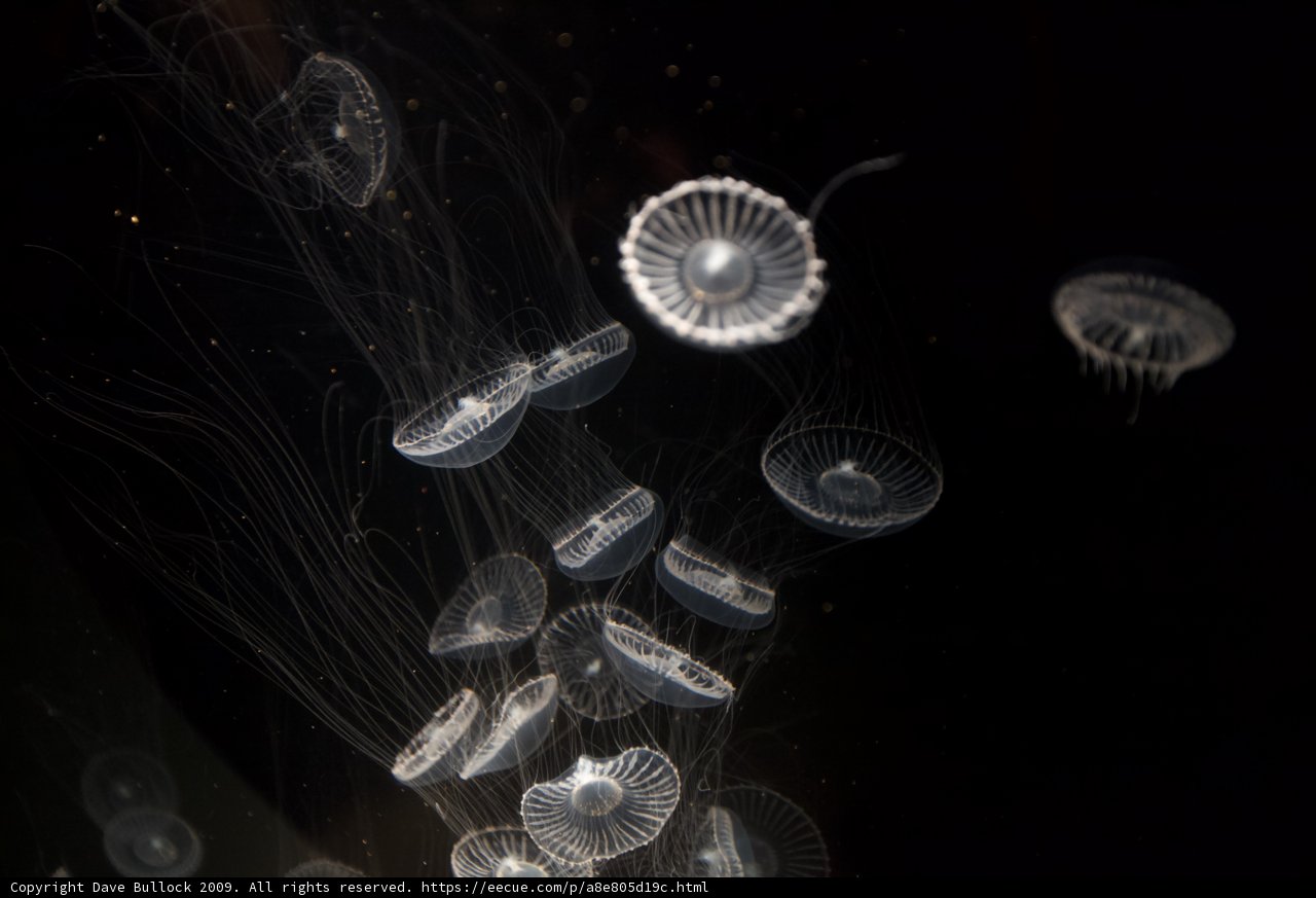 Glowing Sea Creatures