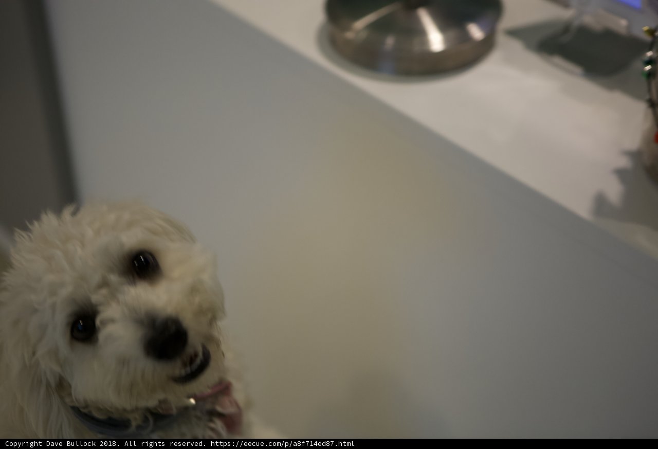 Adorable Bichon Puppy Gazing Up