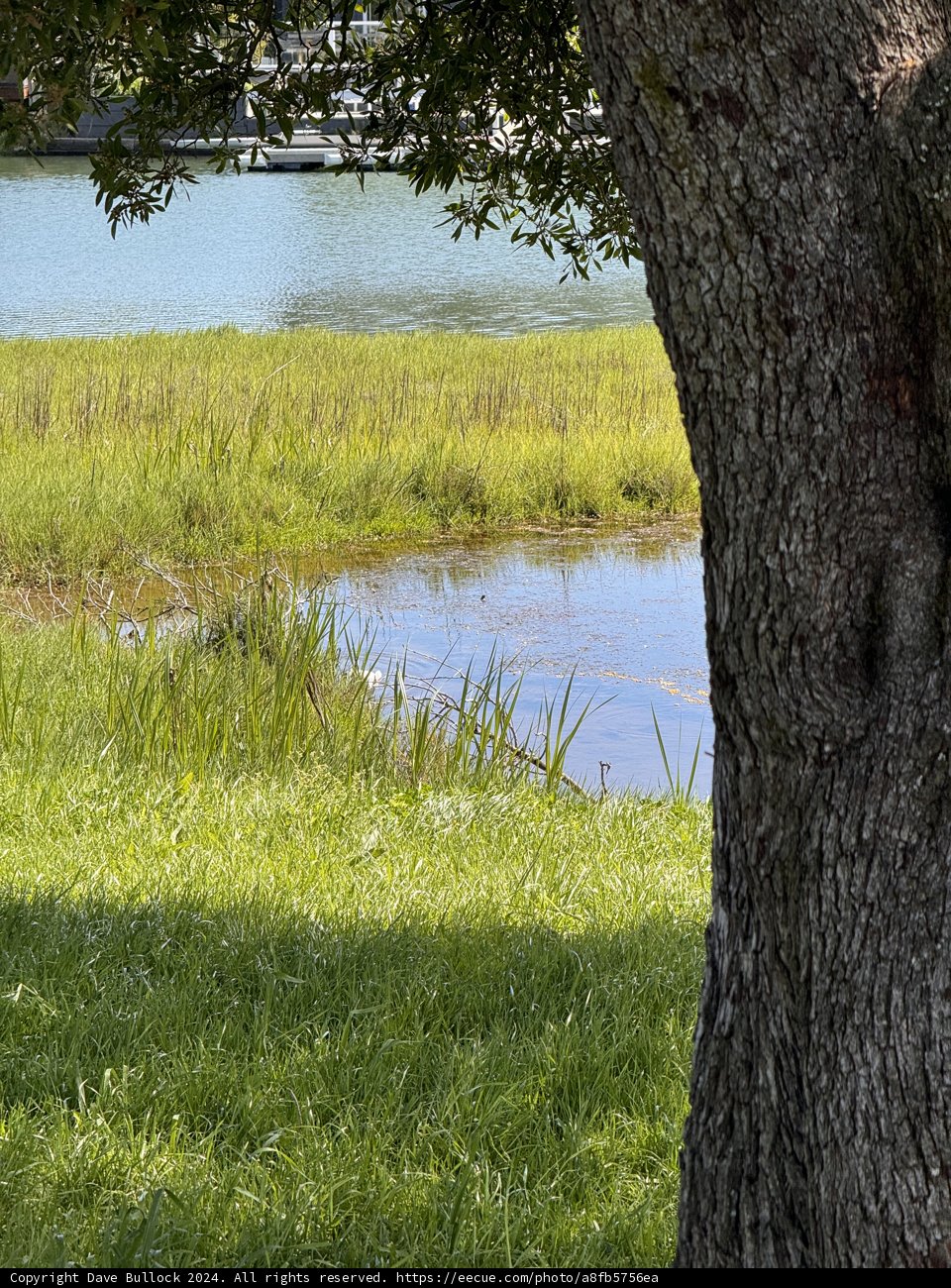 Tranquil Reflections at Piper Park