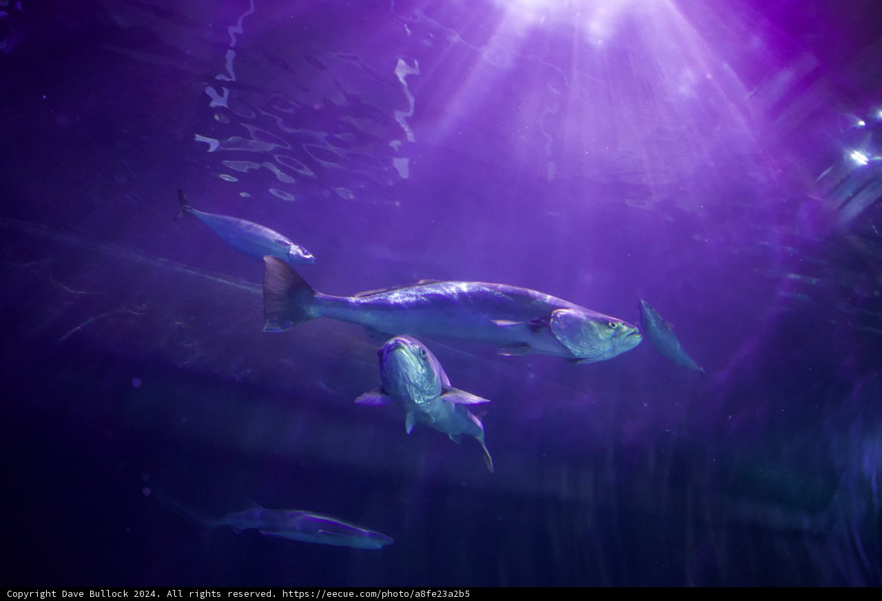 Underwater Symphony in Purple Hues