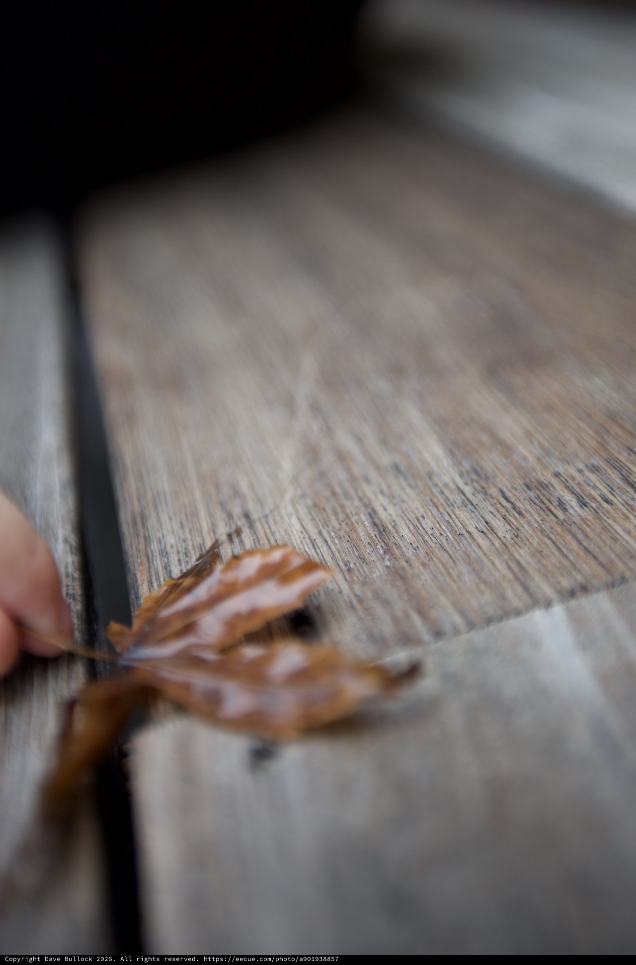 Autumn Leaf on Weathered Wood Surface