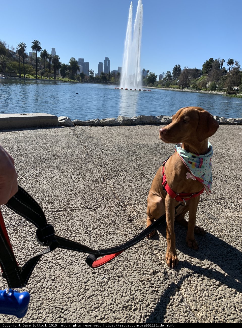 A Furry Friend by the Fountain