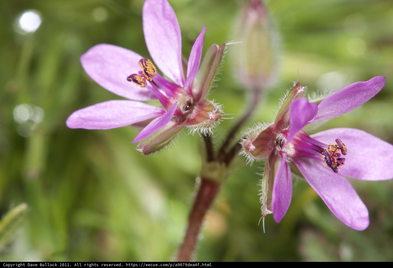 Purple Geraniums in Bloom
