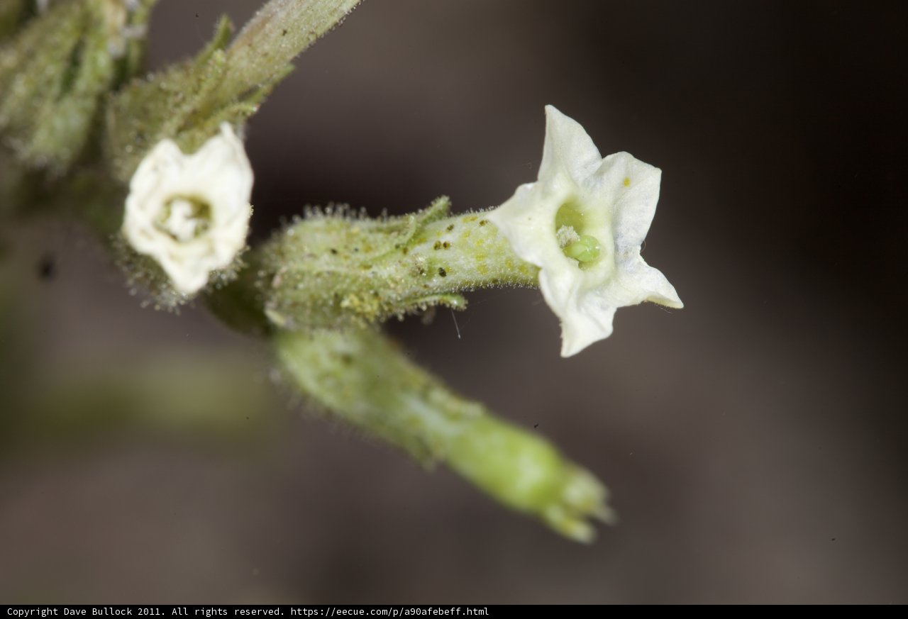 Acanthaceae Blossom
