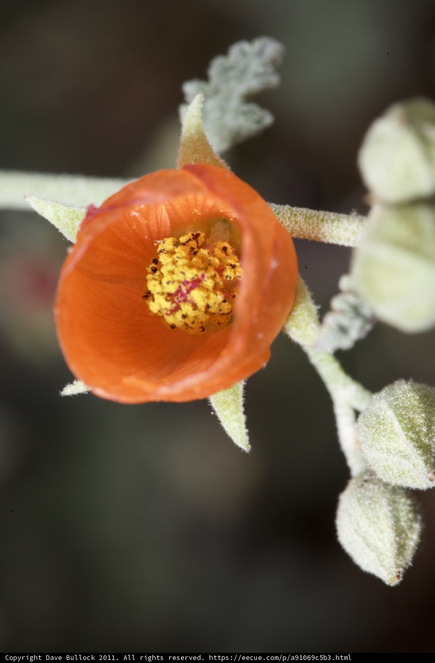 Vibrant Orange Flower with Yellow Center