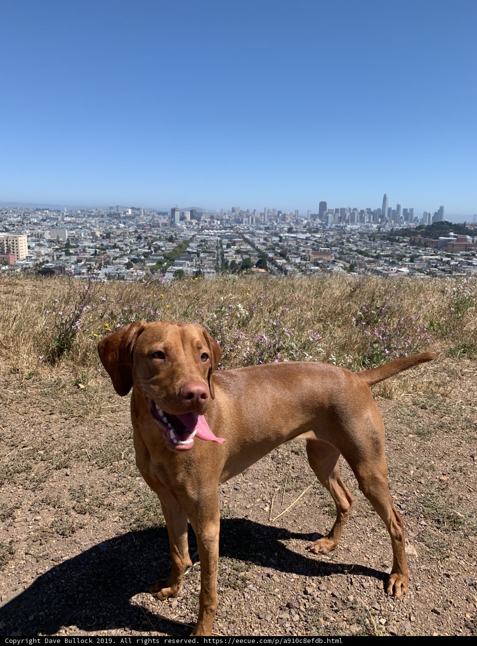 Majestic Dog Oversees the City