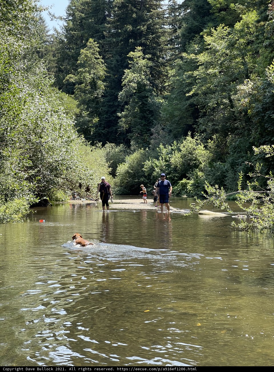 A Man and His Dog Take a Swim in the River