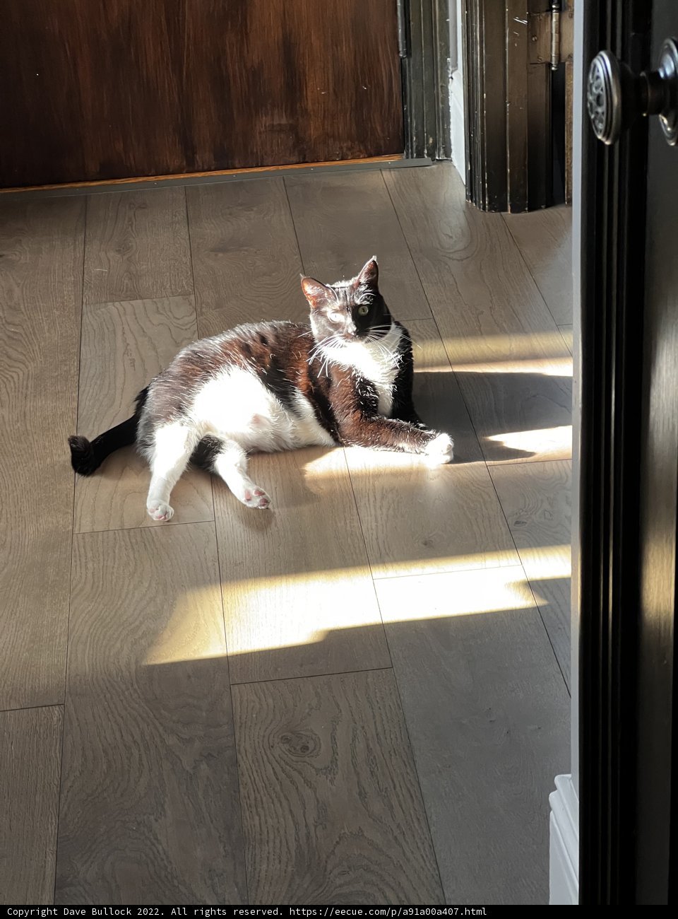Resting by the Wood Door