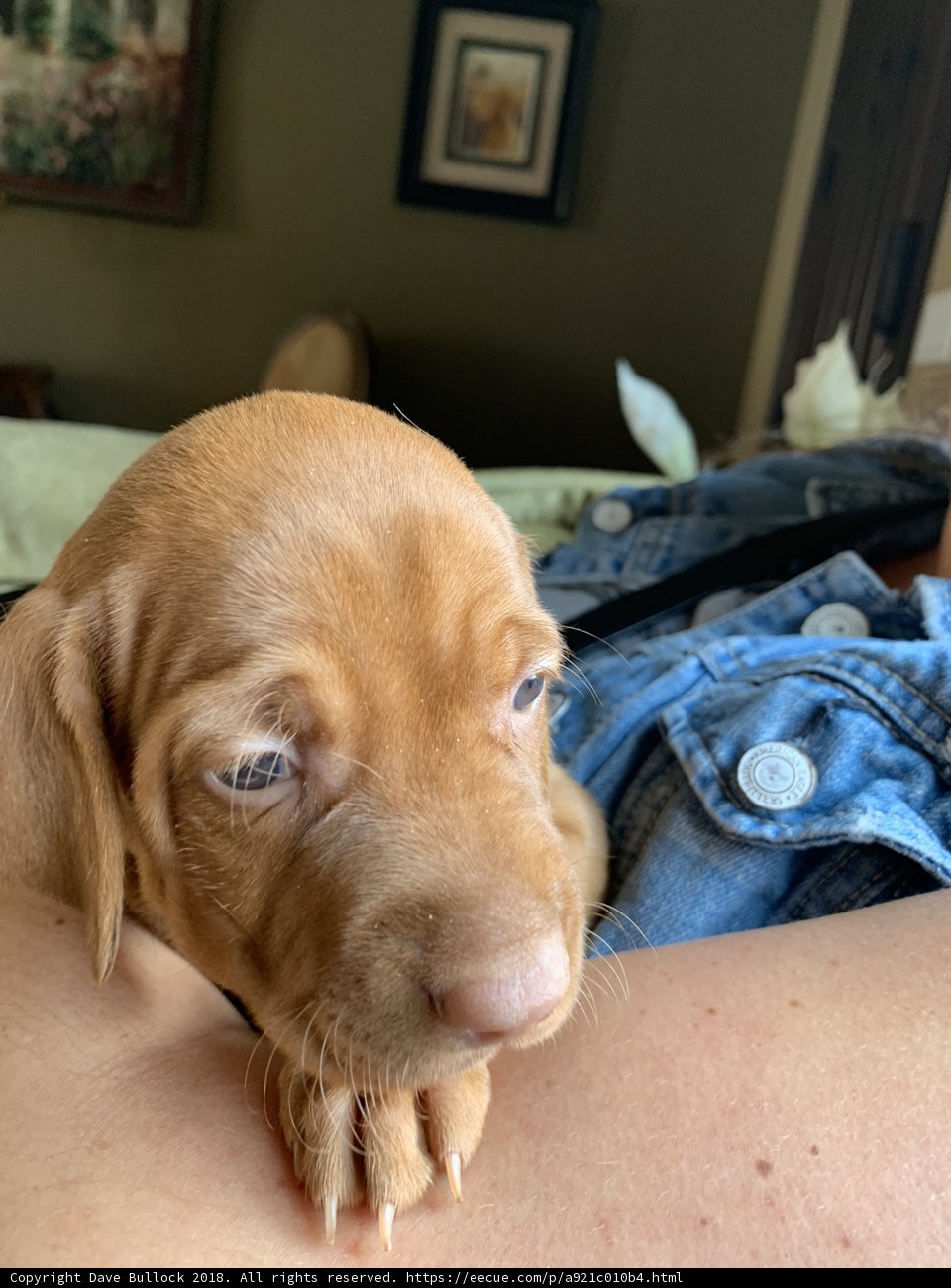 Puppy Love