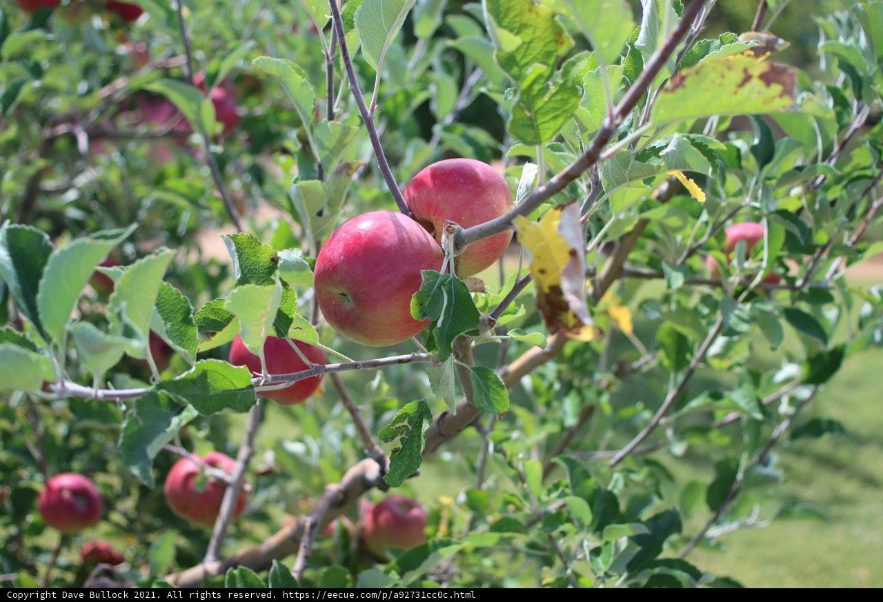 The Apple Tree Bounty
