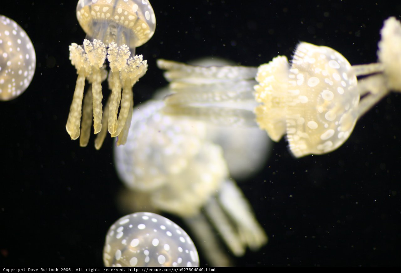 Majestic Jellyfish in the Deep Sea