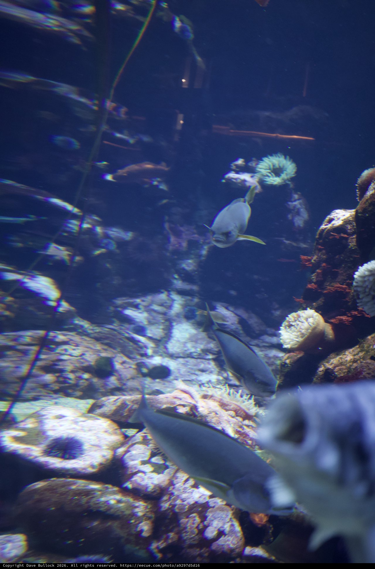 Underwater Reef Scene with Tropical Fish and Anemones