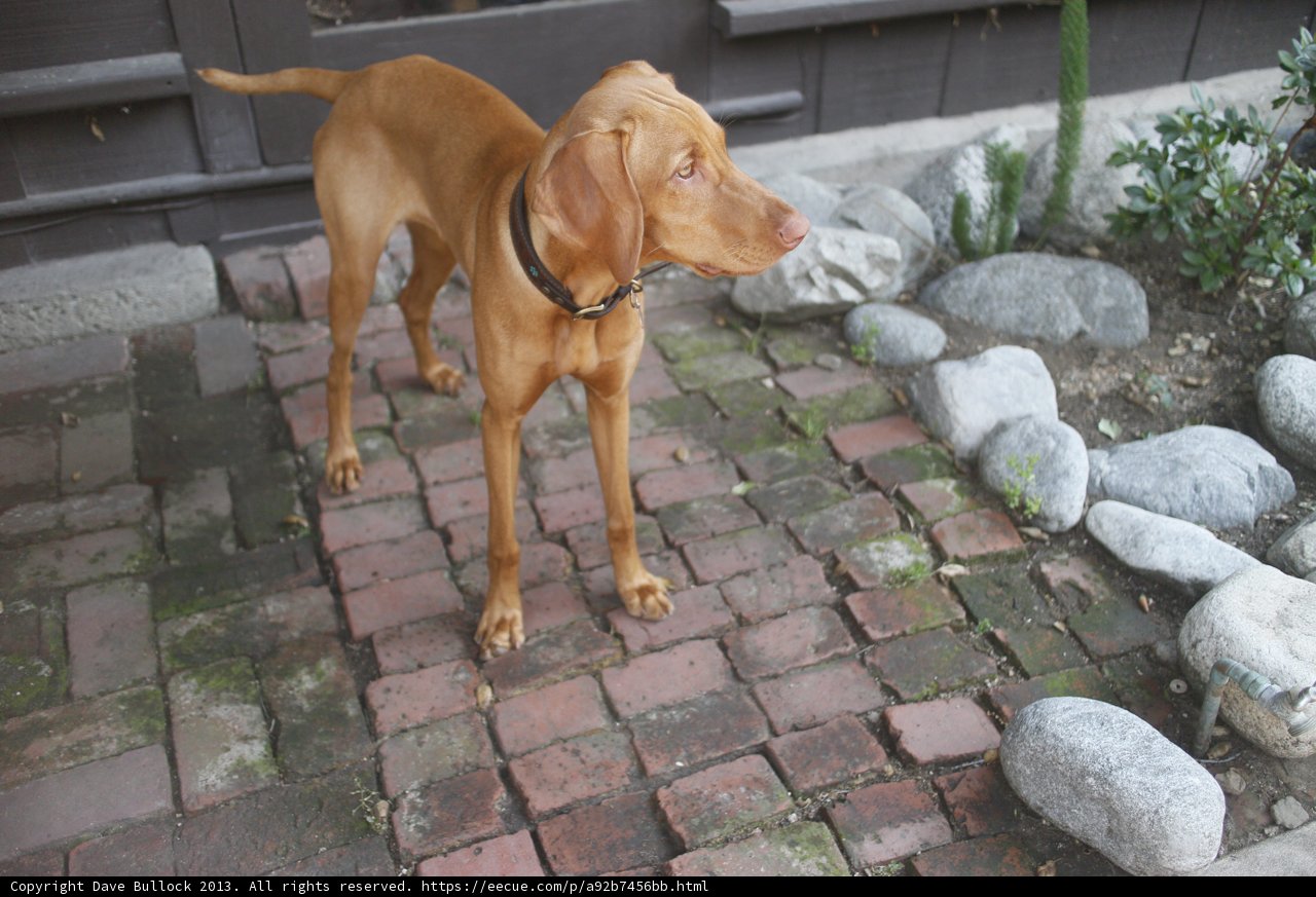 Proud Pup on Path