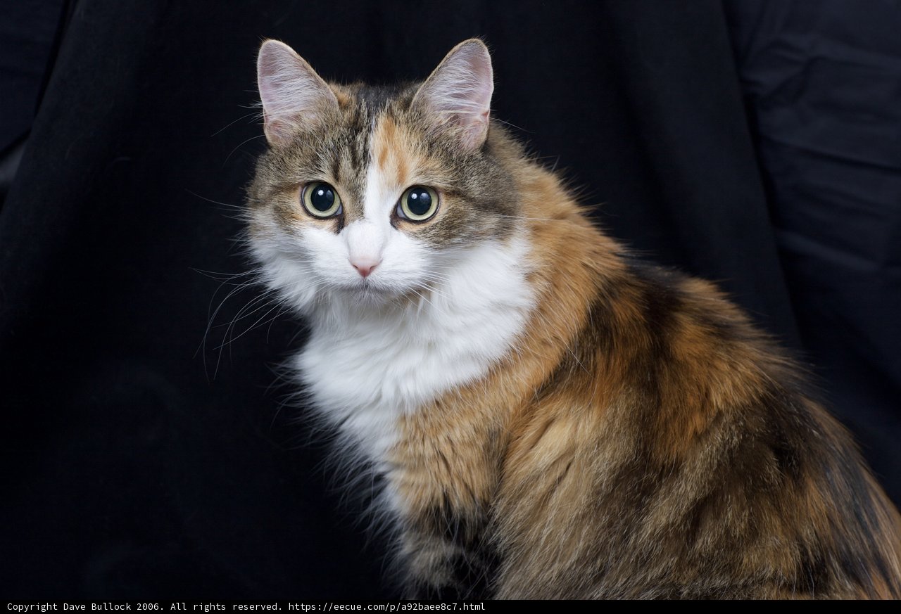 Calico Cutie