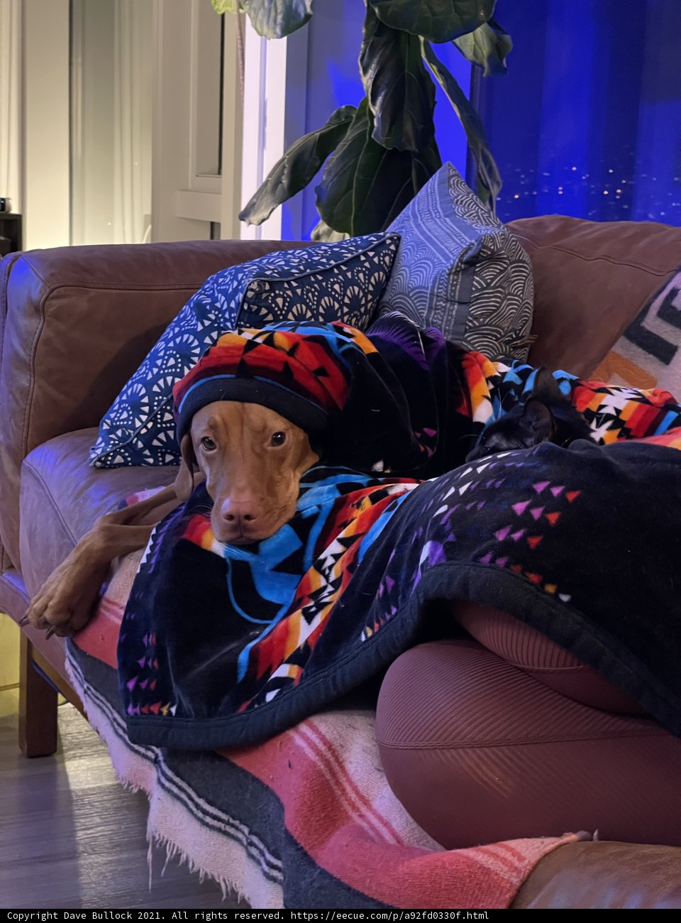 Cozy Canine on a San Francisco Couch
