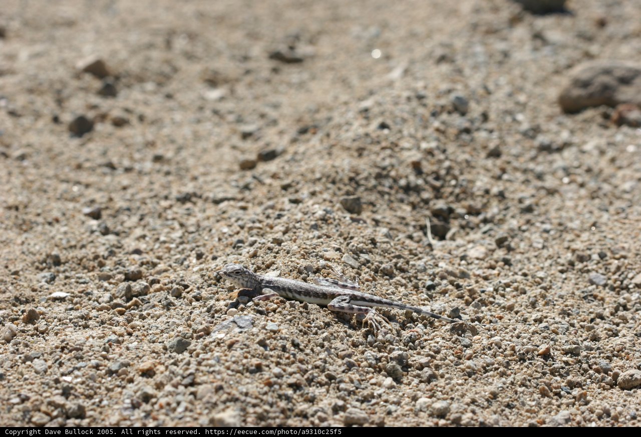 Reptile on the rocks