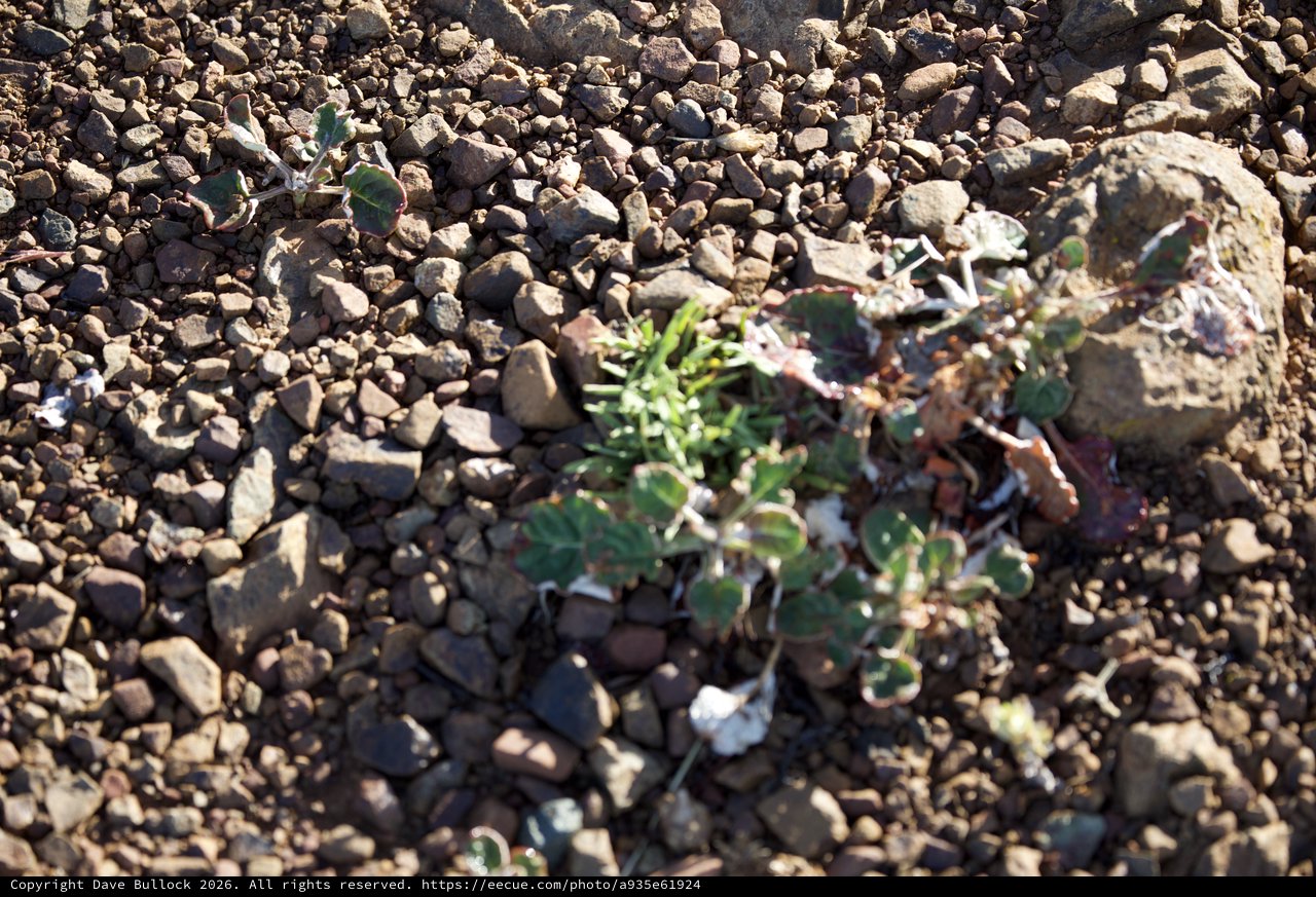 Hardy Desert Plants Surviving Among Rocky Gravel