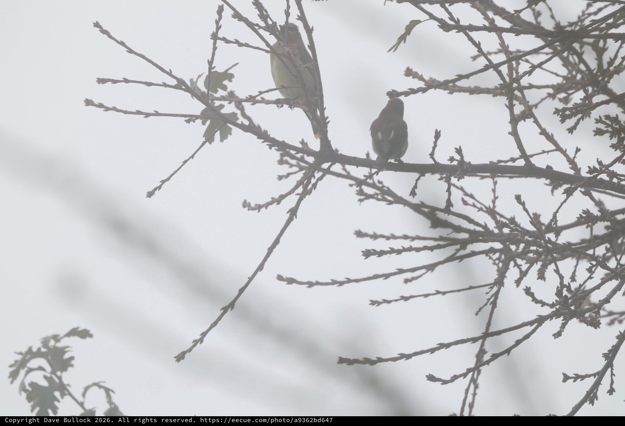 Two Birds Perched on Winter Branches at Dusk