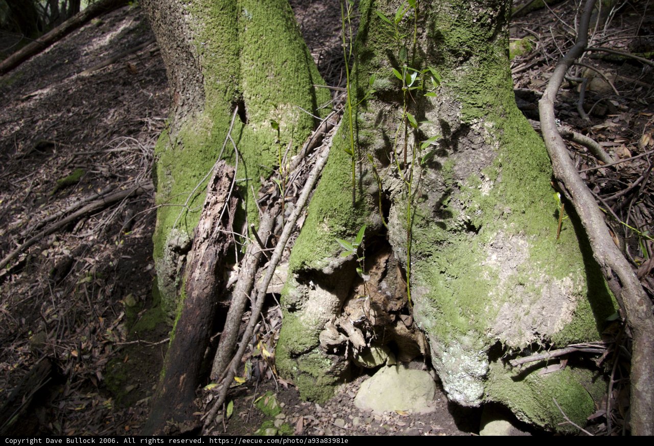 Mossy Tree Trunk