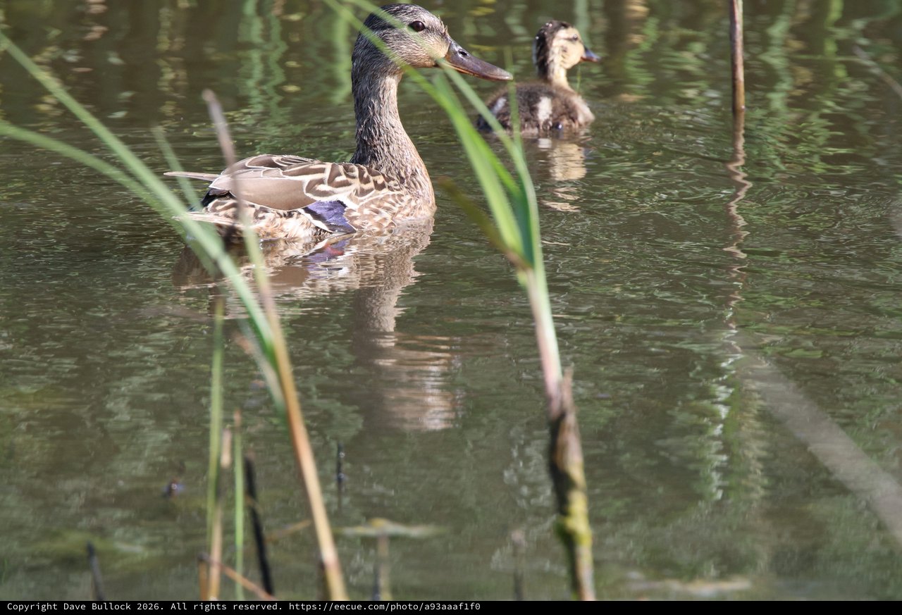 Female Mallard Duck Swimming in Wetland Pond