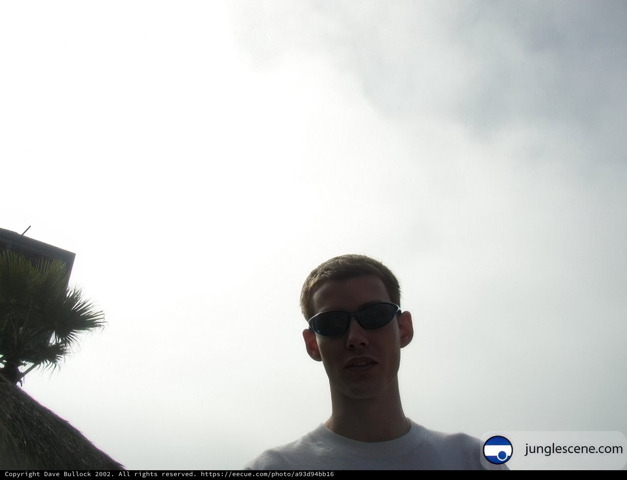Sunglasses and Palm Trees