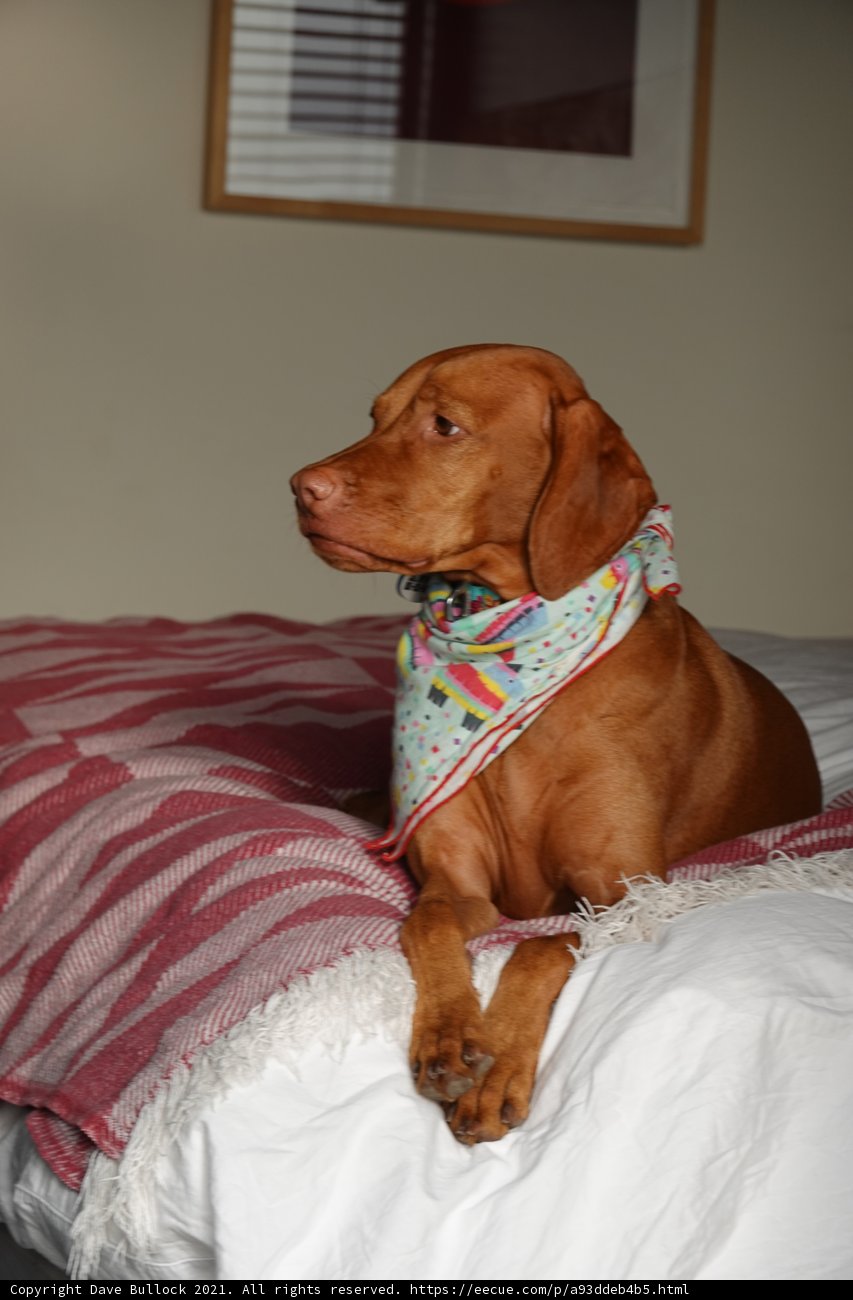 The Coziest Canine Retreat