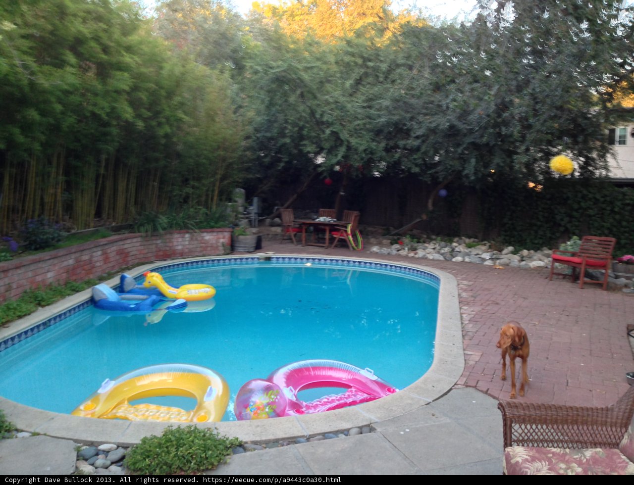 Dog Days of Summer in Altadena Backyard
