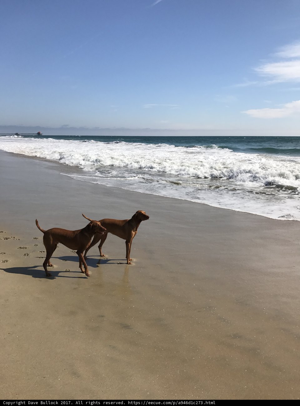 A Walk on the Beach with our Furry Pals