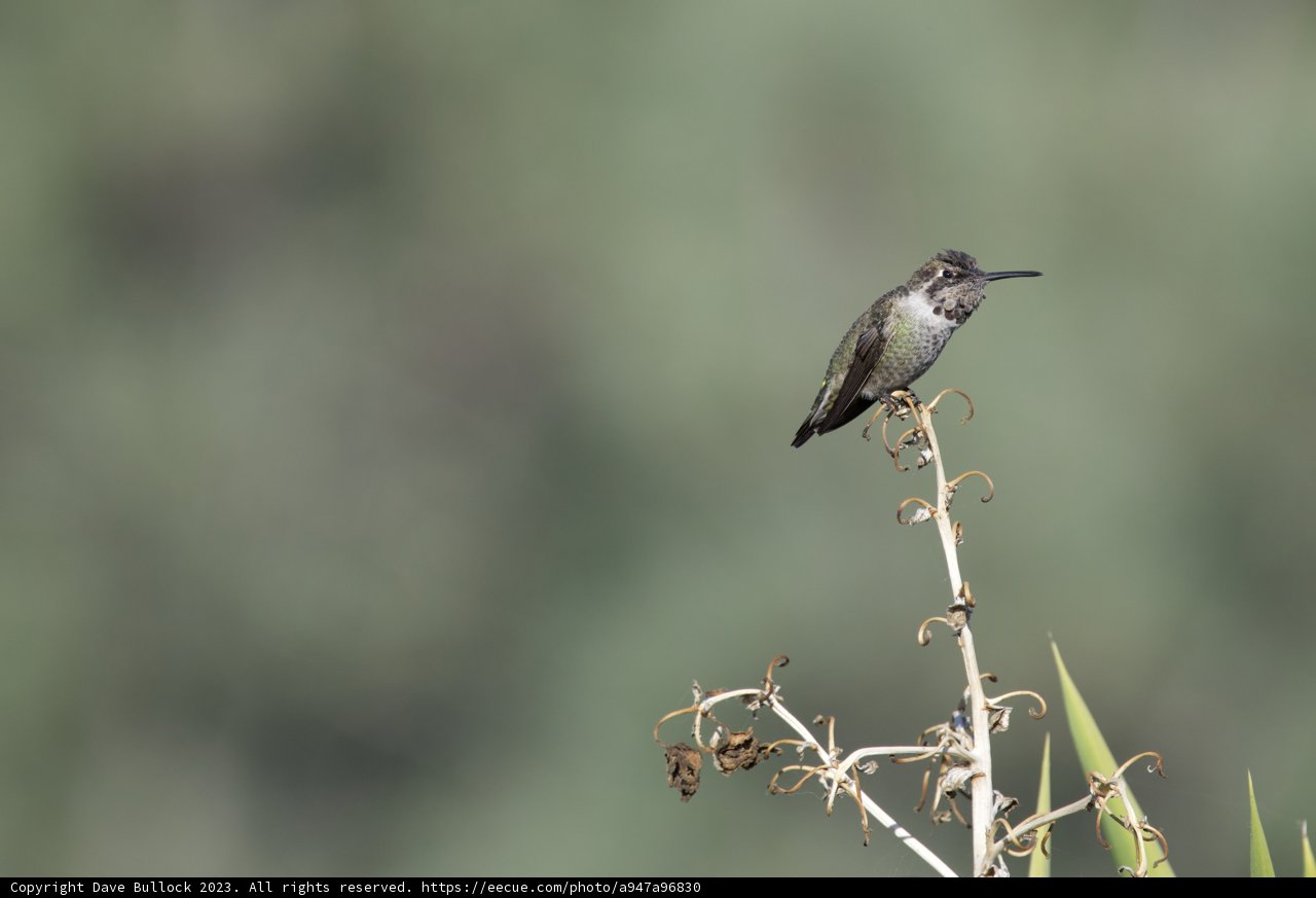 Emerald Feathered Guest of El Sereno