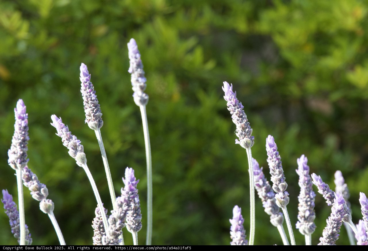 Lavender Afternoon