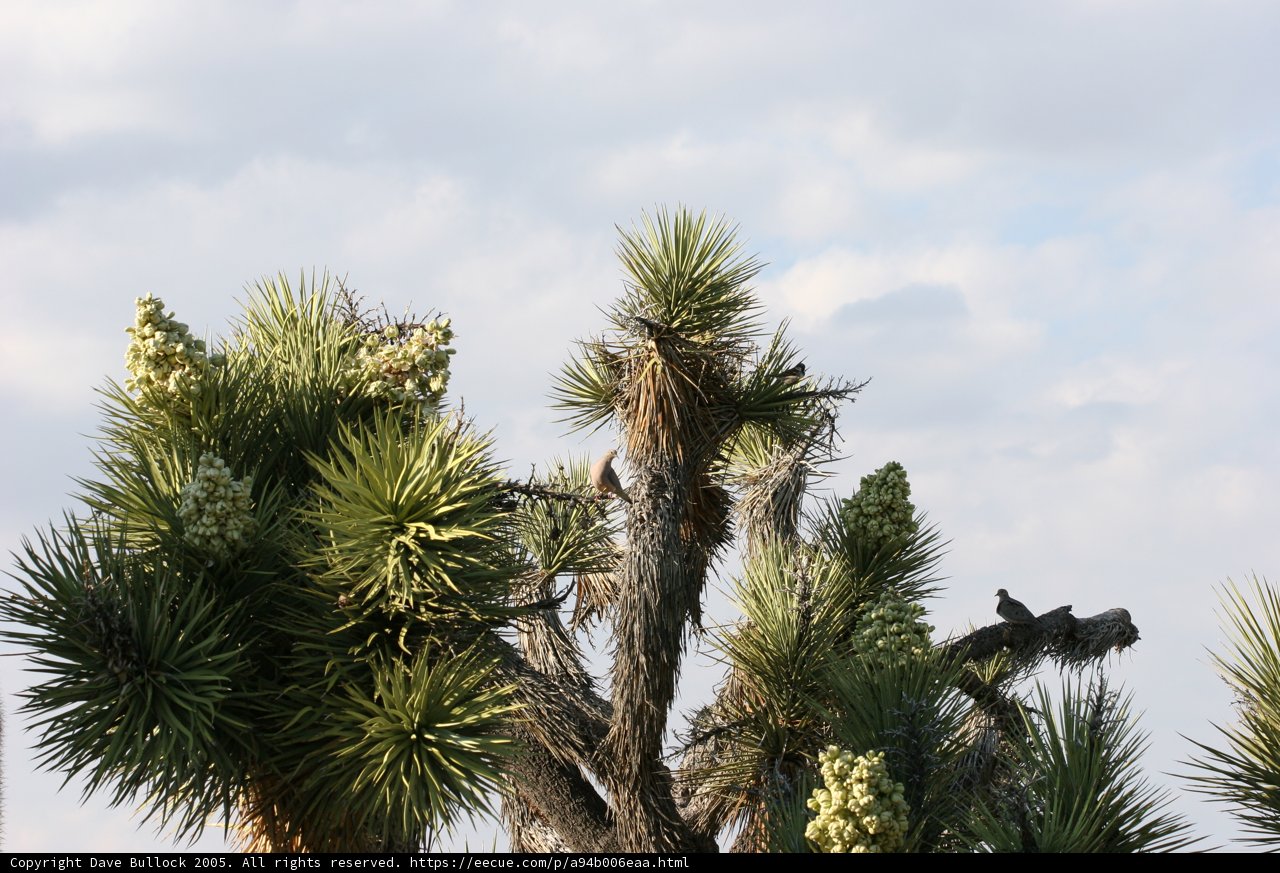 A Joshua Tree with a Feathered Visitor