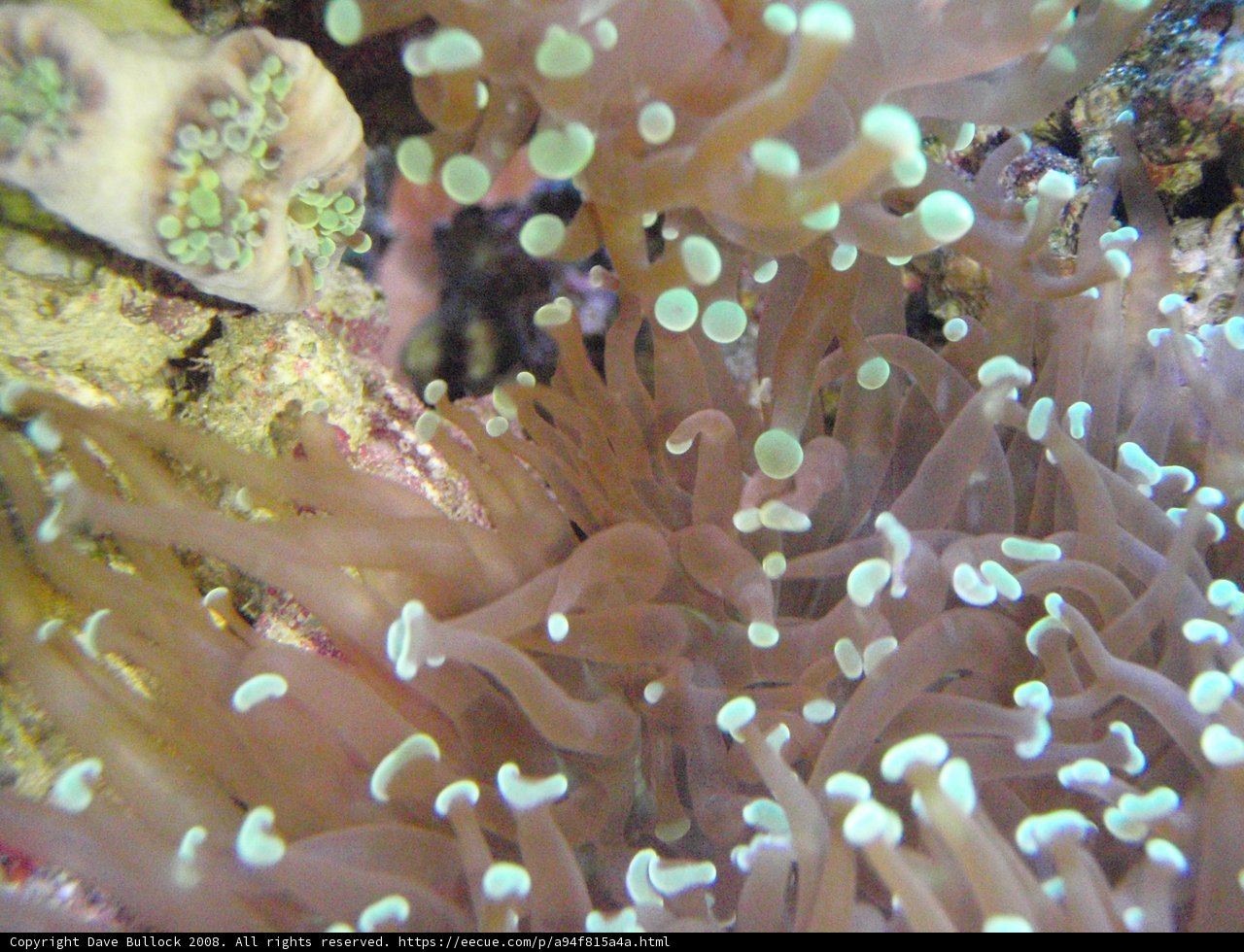 Beautiful Sea Anemone in the Coral Reef