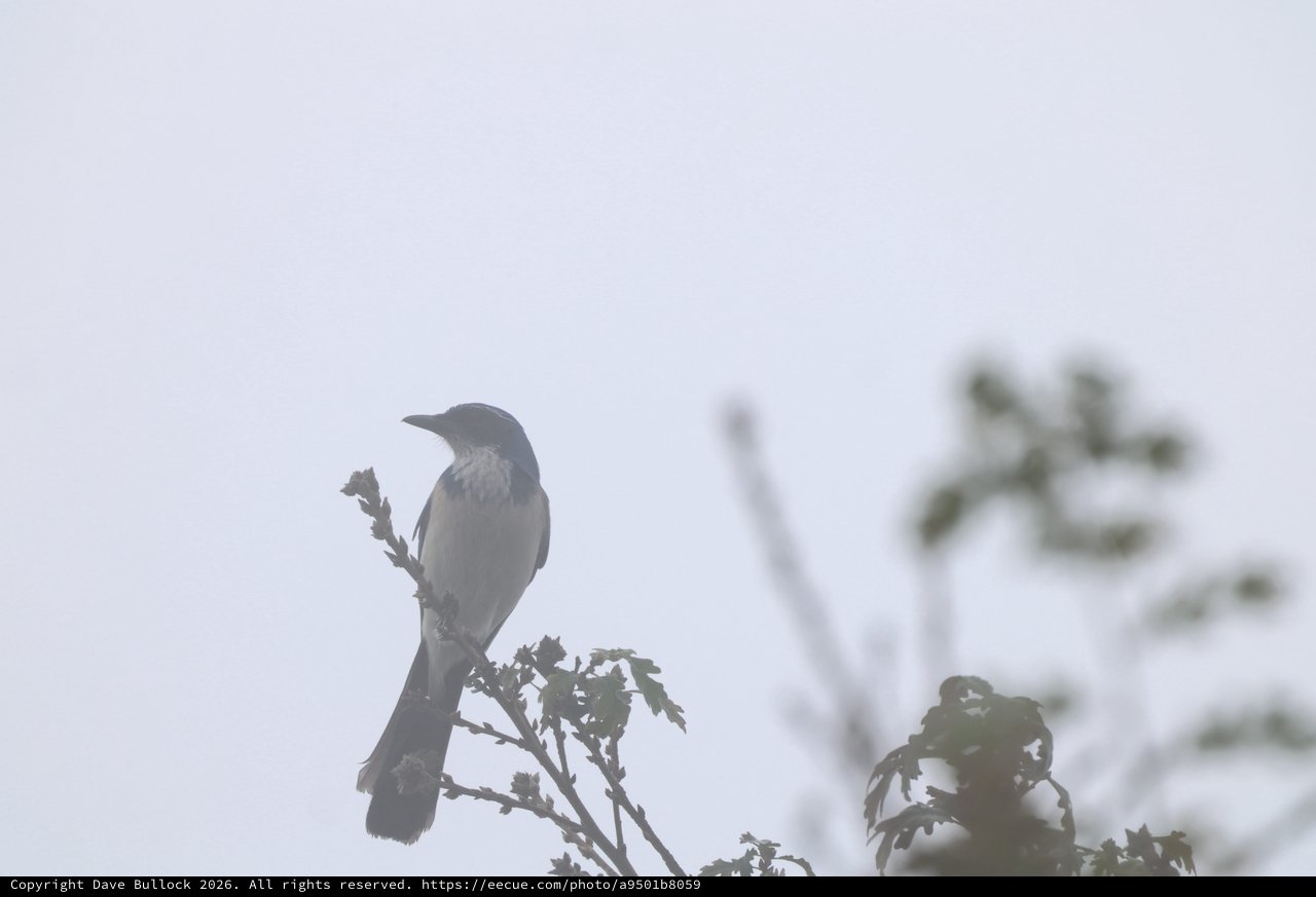 Scrub Jay Silhouetted Against Foggy Sky