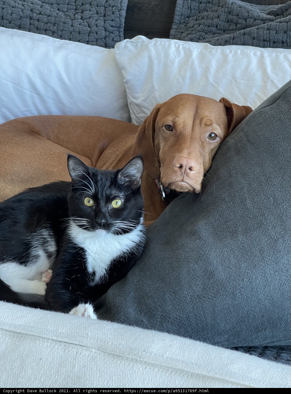 Furry Friends on a Cozy Bed