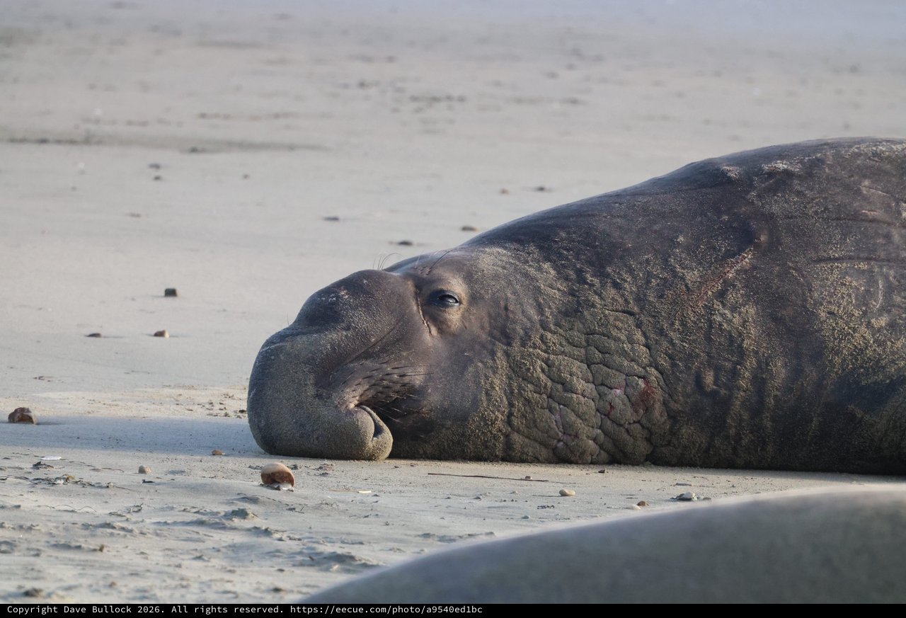 Resting Elephant Seal on Drakes Beach Shore