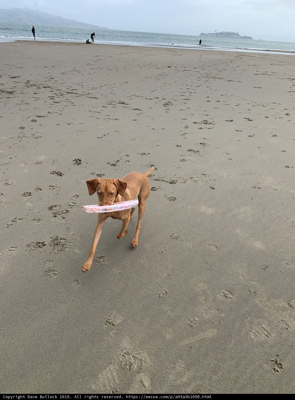Beach Fun with Furry Friends