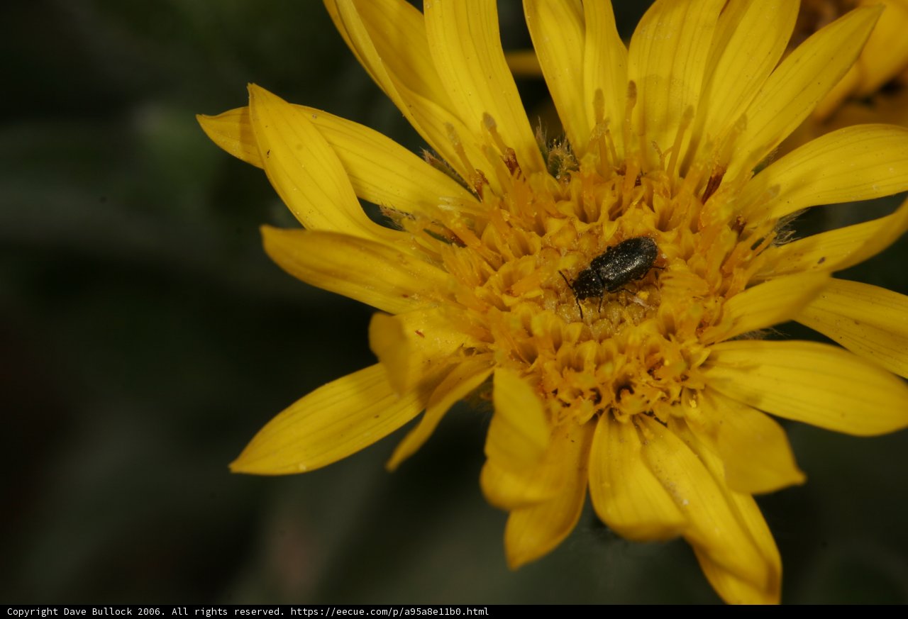 Bug on a Sunny Daisy