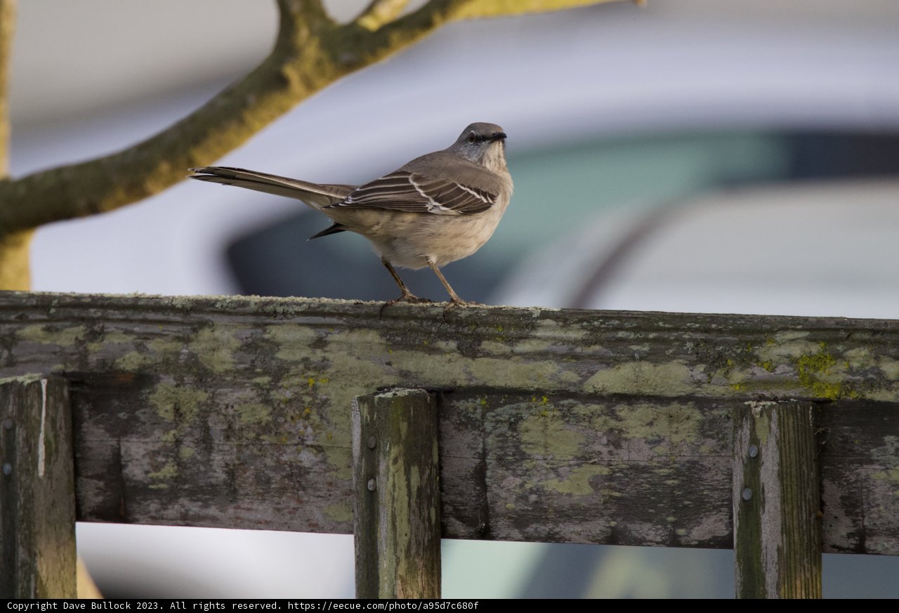 Sparrow Sentry at Fort Mason, 2023