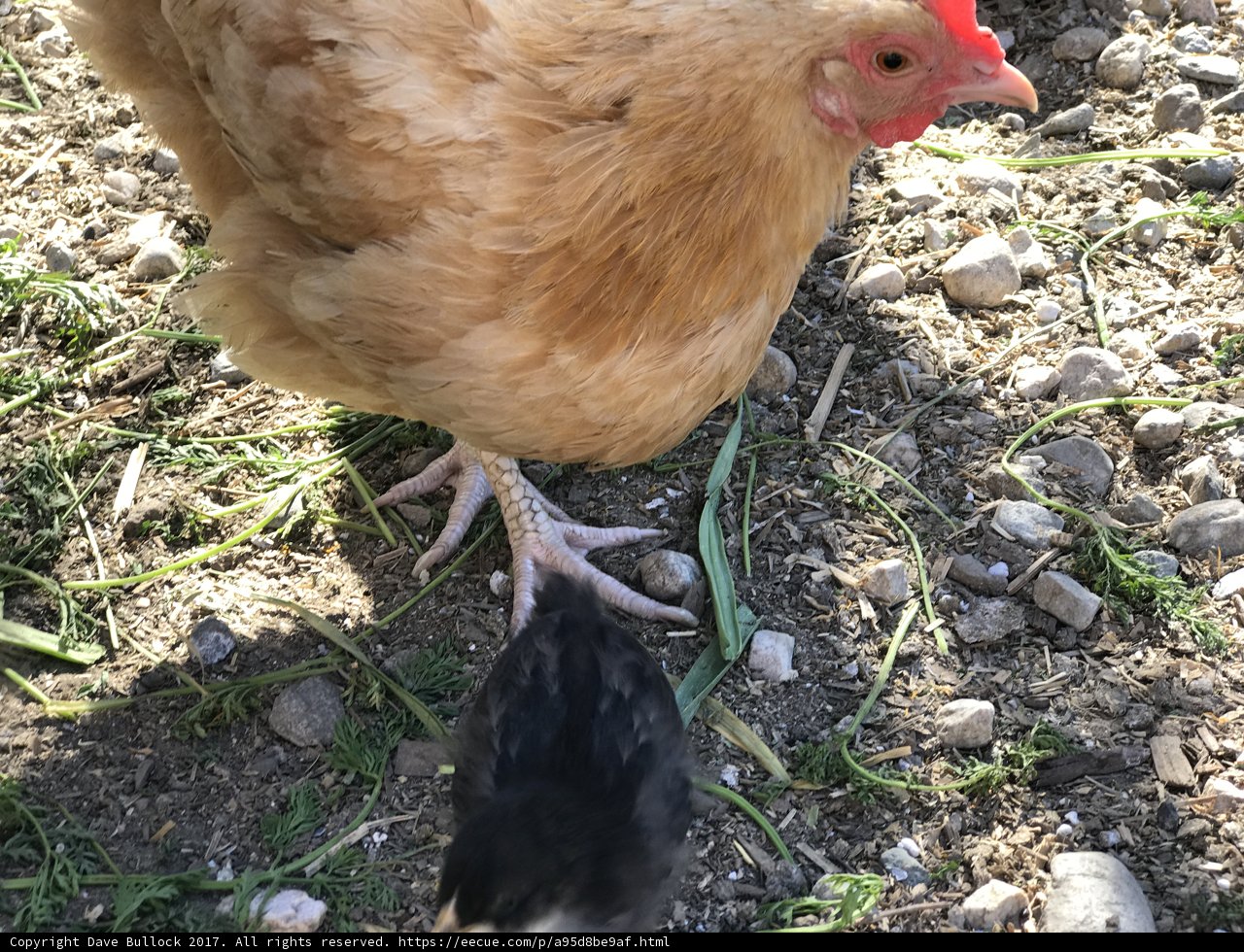 A Hen and her Chick