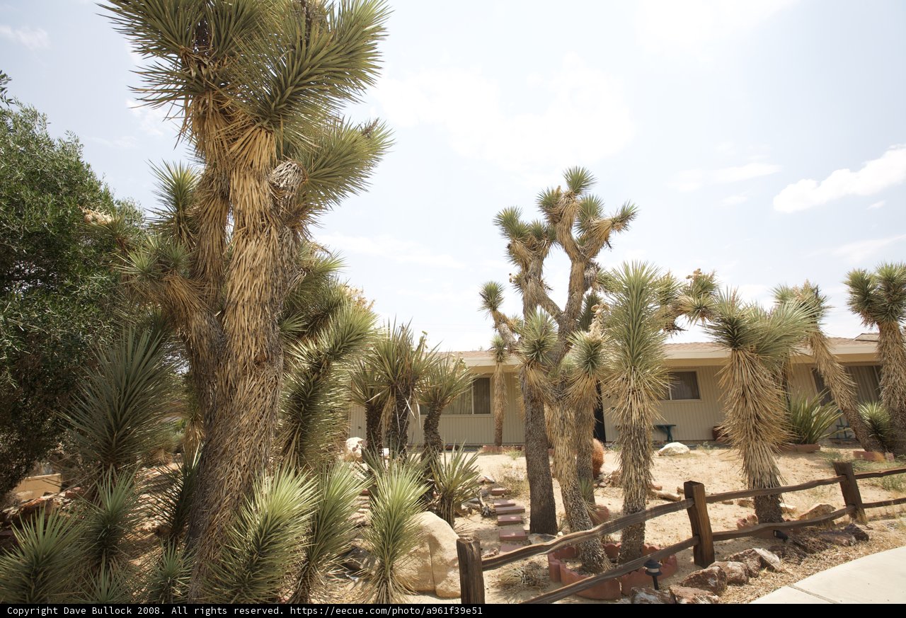 Joshua Trees in front of YV House