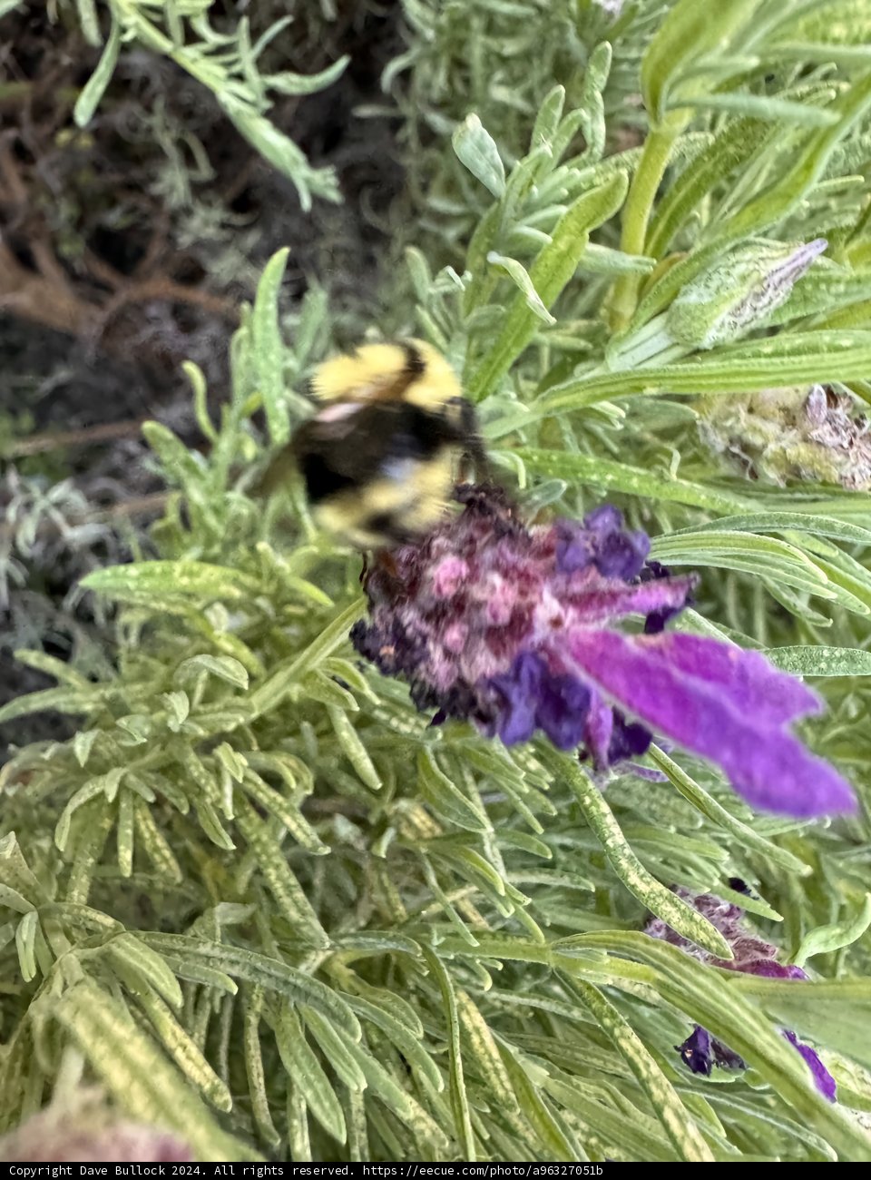 Bumblebee Symphony