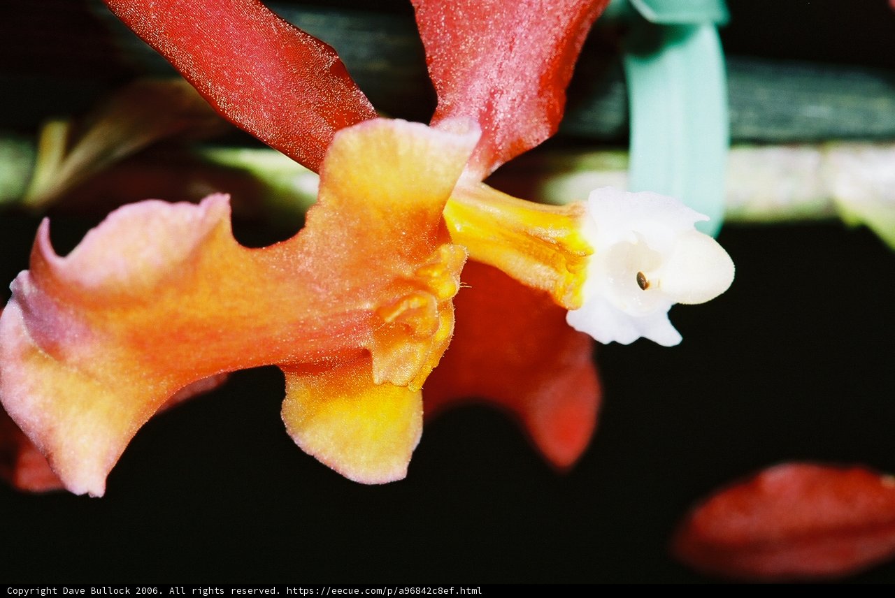 White-Centered Flower