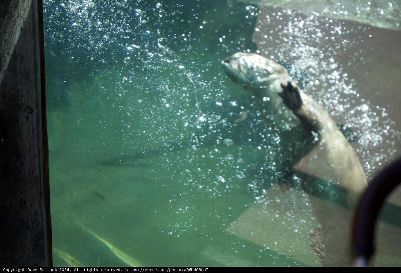Underwater Ballet
